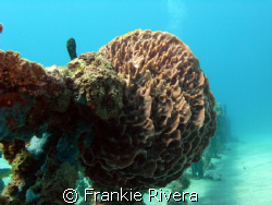 Beautiful Coral formation by Frankie Rivera 